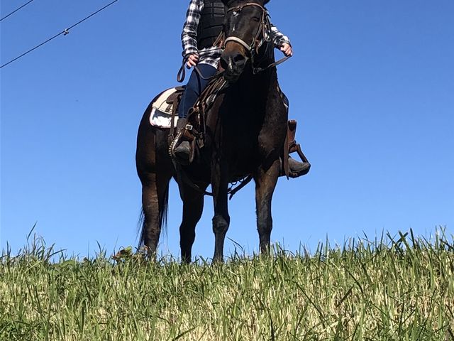 �H����_�}�����̕��z�[�X�g���b�L���O