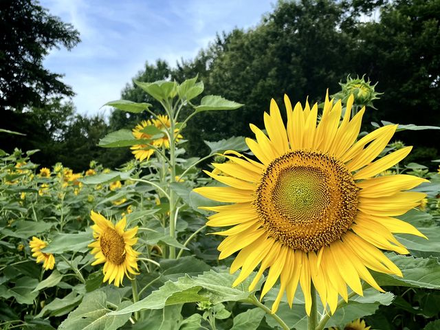 ���J�̌������B_�_�C���ƉԂ̑�ϗ���