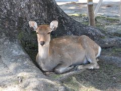 セイコさんの奈良公園への投稿写真1