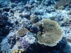 deeeěcǊ(P})C攼cA[X@OPGւ̓eʐ^1