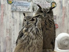 ̂ρ[@tNEJtFr܂ւ̓eʐ^1