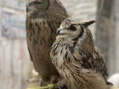 ł̂ρ[@tNEJtFr܂ւ̓eʐ^1