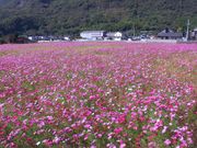 mtoshir0718̋{RXX̓eʐ^1