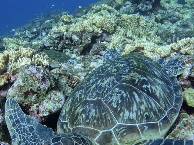 �T���S�̏�ŋx�ݒ��̃E�~�K��_SHISHI�Ί_��