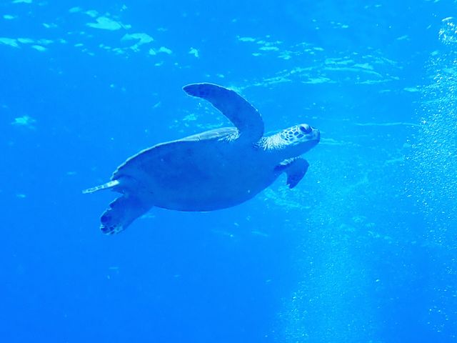 �E�~�K���ɂ���܂����I_BLUE TABBY