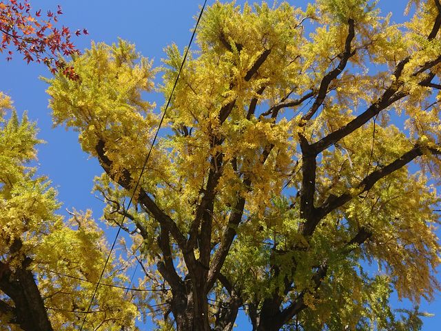 �����猩�グ�銴���ŃC�`���E���y���݂܂��B_�������(��C�`���E�j