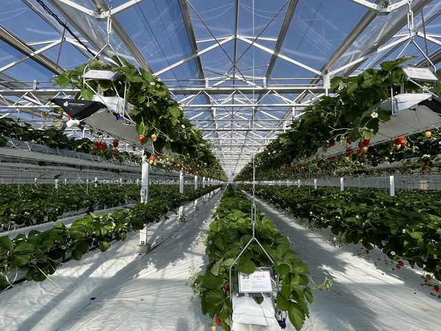 �Y��Ȏ{��_ichigos Yokohama-�C�`�S�X���l