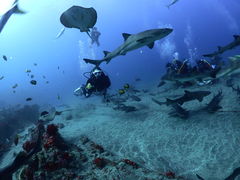 ݂䂳̃_CrOVbvKIAORAւ̓eʐ^1