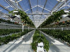 ˂ichigos Yokohama-C`SXlւ̓eʐ^1