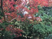 Shota̐󎛒뉀̓eʐ^1