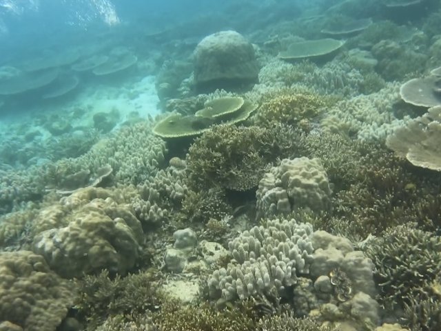 �j���@�E�~�w�r�@�i�}�R�@��R����܂���_�I�[�V�����X�^�C��