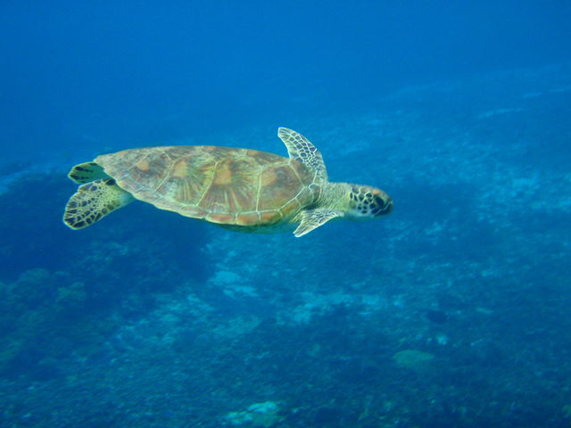 �C���Ԃ��݂��߂���_SEA ENJOY