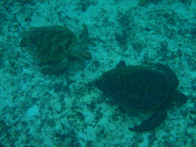 �E�~�K������̍s��_SEA ENJOY