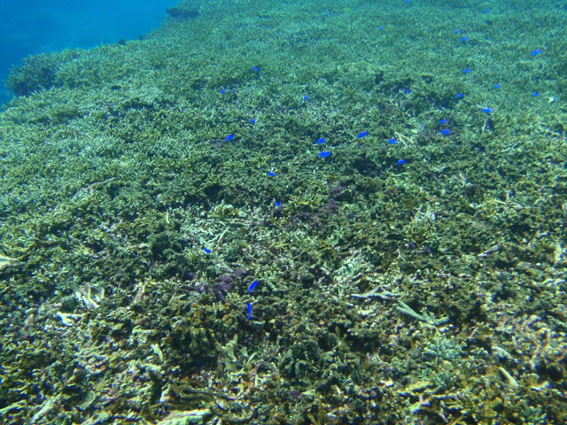 �C���̐���_SEA ENJOY