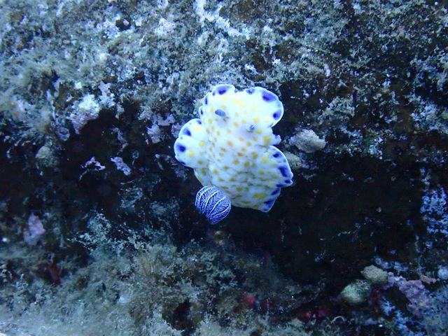 k̊CłN₩Aɏo܂_NuELbY