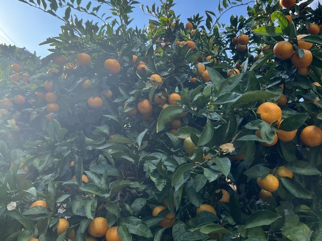 ��������_����݂��񋤓��_��