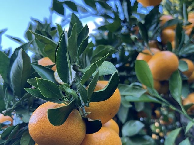 �݂��݂�����_����݂��񋤓��_��