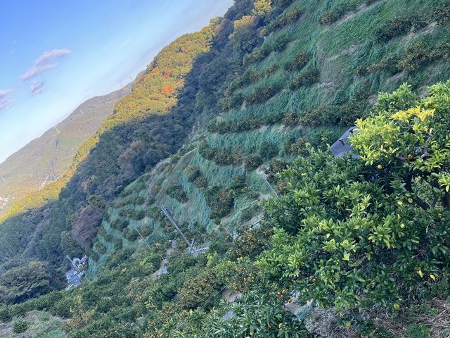 ���ߍō�_����݂��񋤓��_��