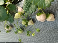 Ȃۂ񂳂̃Xgx[h}ւ̓eʐ^1