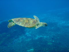 ankoSEA ENJOYւ̓eʐ^1