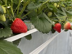 ݂̐V񂾔_ȉւ̓eʐ^1