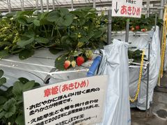 ݂̐V񂾔_ȉւ̓eʐ^2