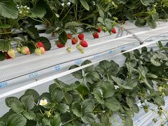 ݂̐V񂾔_ȉւ̓eʐ^3