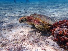 тimtida{Óւ̓eʐ^1