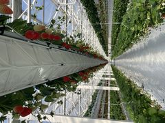 C|ichigos Yokohama-C`SXlւ̓eʐ^1