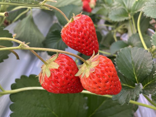 �����������Ȃ�����_���уx���[��