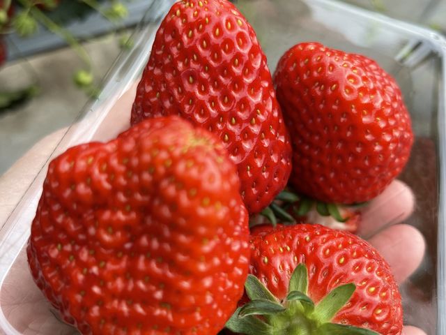 �Â������ł�_���c�������t�@�[��