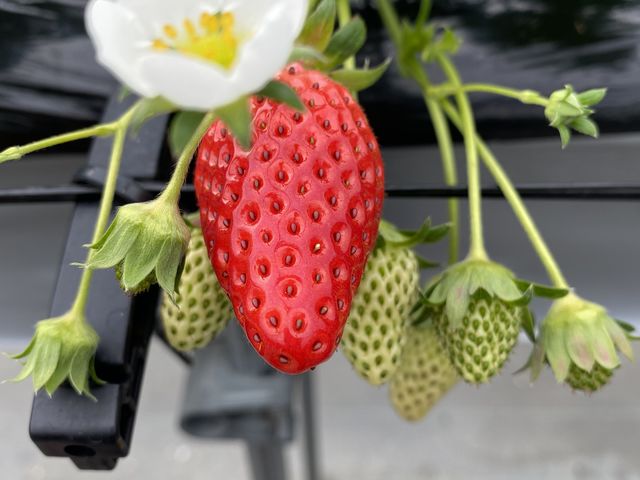 ���킢���������̉�_�Ђ���䕔_��