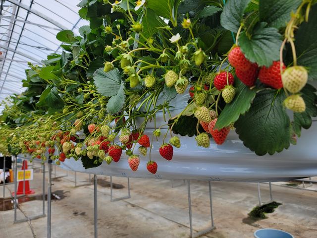 �g�ق��؁I_���c�������t�@�[��