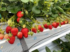 ƂĂB̐V񂾔_ȉւ̓eʐ^1