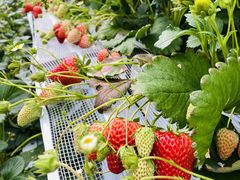 񂳂̐V񂾔_ȉւ̓eʐ^1