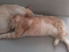 XJ̔LJtF@L̉łւ̓eʐ^1