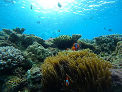 �݂�����̉���A�C�����h�N���[�ւ̓��e�ʐ^1