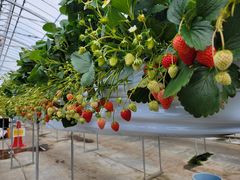 S񂳂̌ct@[ւ̓eʐ^1