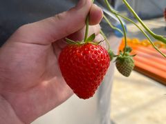 Daisukêӂt@[ւ̓eʐ^1