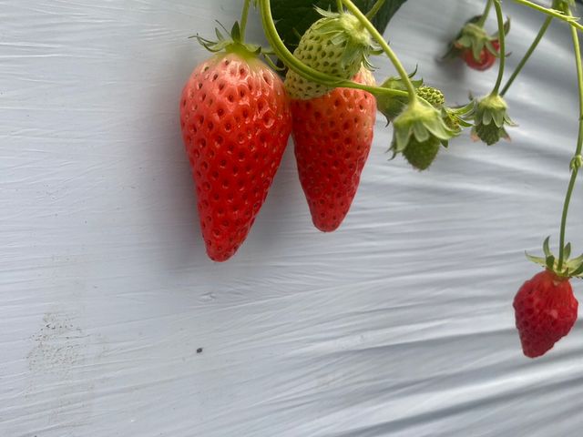 �����Ђ�_�{�c��������