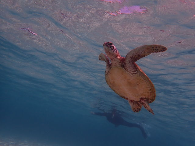 ���������ł�^ ^_���񂴂ɂ{�Ó�