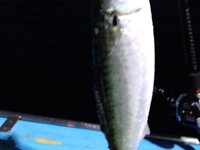 ��̓Q�X�g�傫��_��D�[��