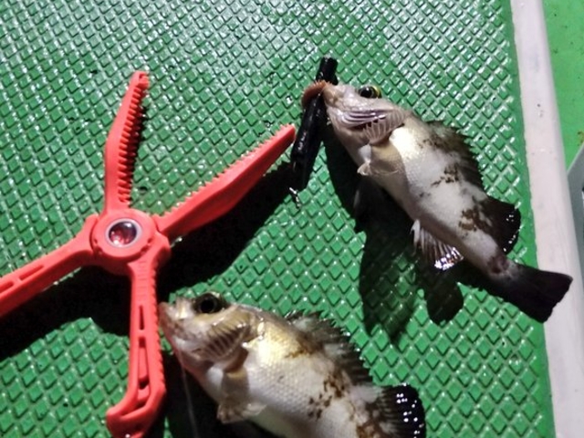 �A�Œނ�܂�_��D�[��