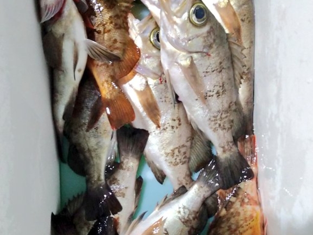 ���̓��͊Ɠ�_��D�[��