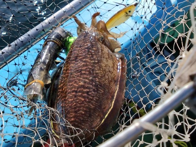 �X�b�e�������܂�_��D�[��