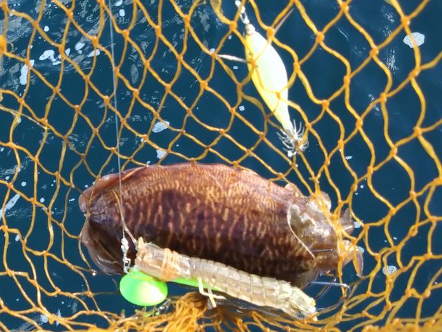 �V���R�����_��D�[��