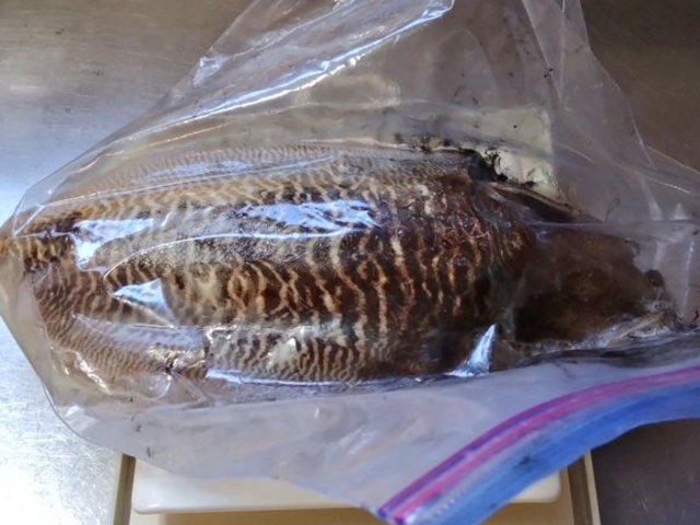 �V�[�Y�����ՂȂ犄�Ƒ傫�߁B
�����������Ȃ�3��~���炢���܂�_��D�[��