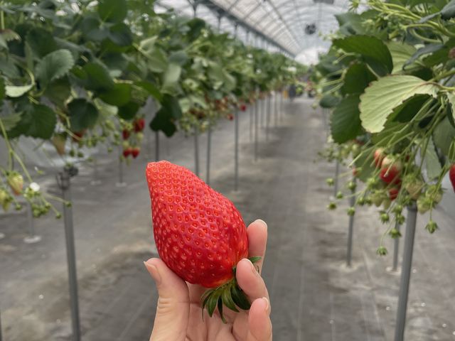 ����Ȃɑ傫�ȃC�`�S_�X�c��������