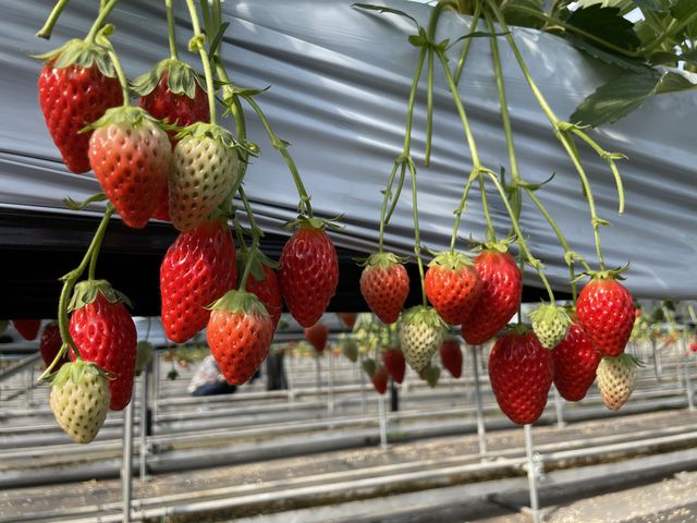 ���������ʐ^_�ό��_���ԂЂ��