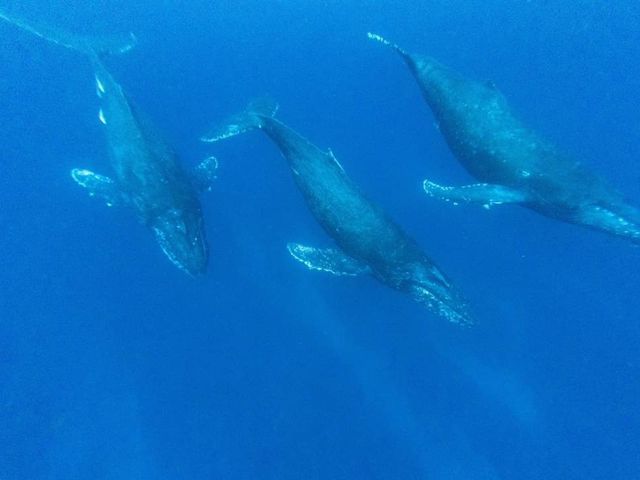 �C���X�g���N�^�[���񂪂����������N�W���̎ʐ^�ł��B_Y'S DIVE OKINAWA